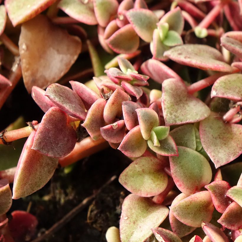 Crassula Desert Diamond (Foliage)
