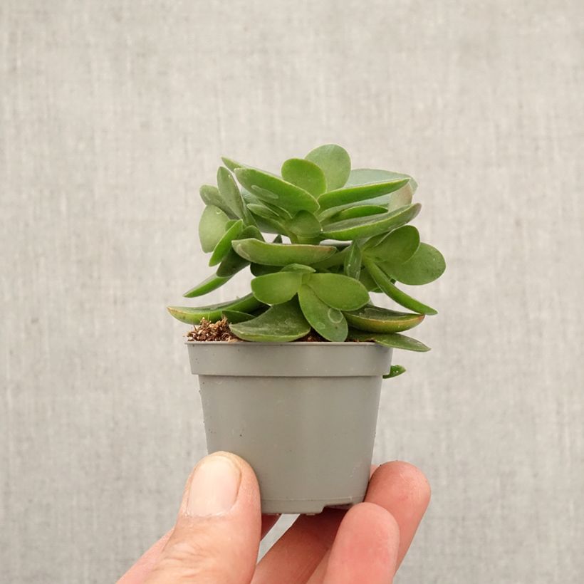 Exemplar von Crassula Money Maker - Geldbaum Mini-Pflanze wie im Frühjahr geliefert