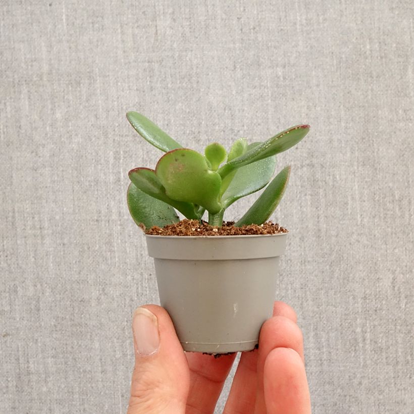 Exemplar von Crassula ovata - Geldbaum Mini-Pflanze wie im Frühjahr geliefert