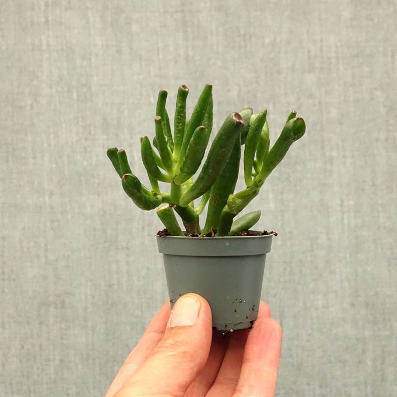 Exemplar von Crassula ovata Gollum (Coral) - Geldbaum Mini-Pflanze wie im Frühjahr geliefert