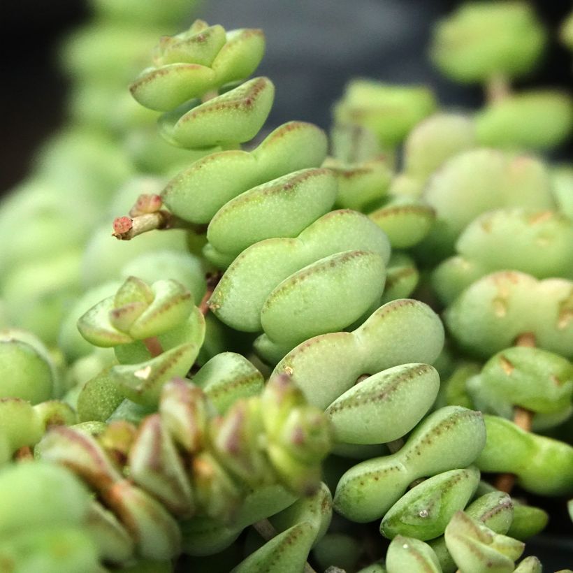 Crassula rupestris subsp. marnieriana - Felsen-Dickblatt (Laub)