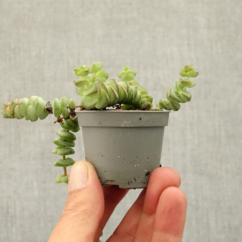 Exemplar von Crassula rupestris subsp. marnieriana - Felsen-Dickblatt Mini-Pflanze wie im Frühjahr geliefert
