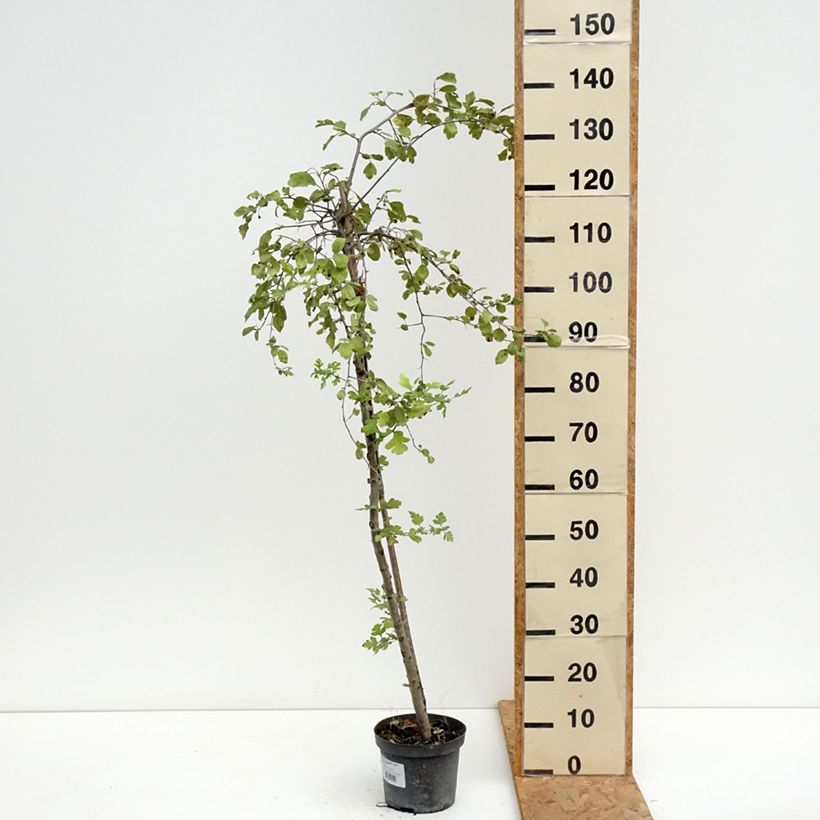 Exemplar von Crataegomespilus dardarii Jules d'Asnière - Weißdornmispel Topf mit 3L/4L, Stamm wie im Sommer geliefert
