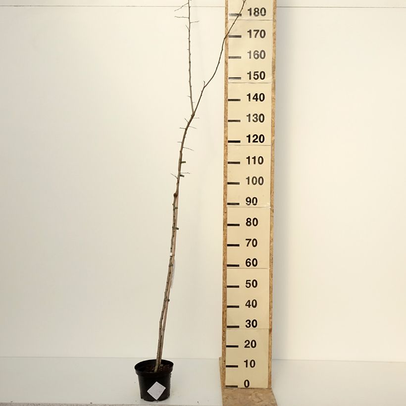 Exemplar von Crataegomespilus dardarii Jules d'Asnière Pot de 3L/4L, Tige wie im Winter geliefert