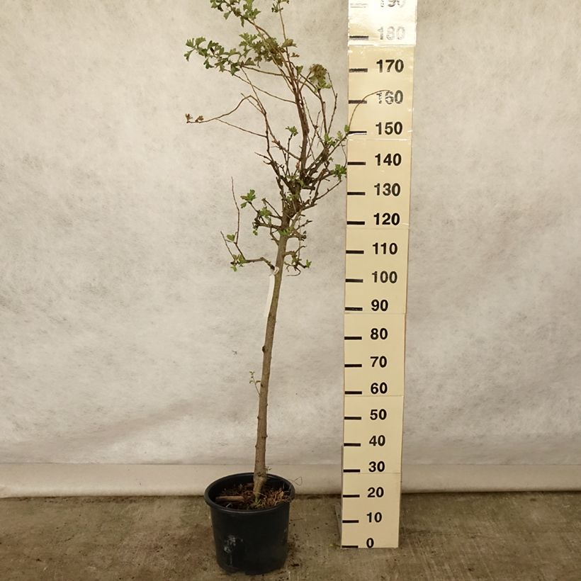 Exemplar von Azaroldorn - Crataegus azarolus Topf mit 12L/15L, Halbstamm wie im Sommer geliefert