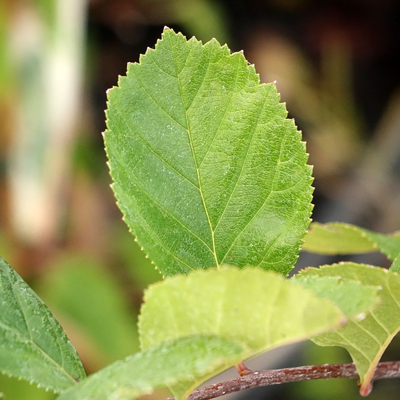 Hahnensporn-Weißdorn - Crataegus crus-galli (Foliage)