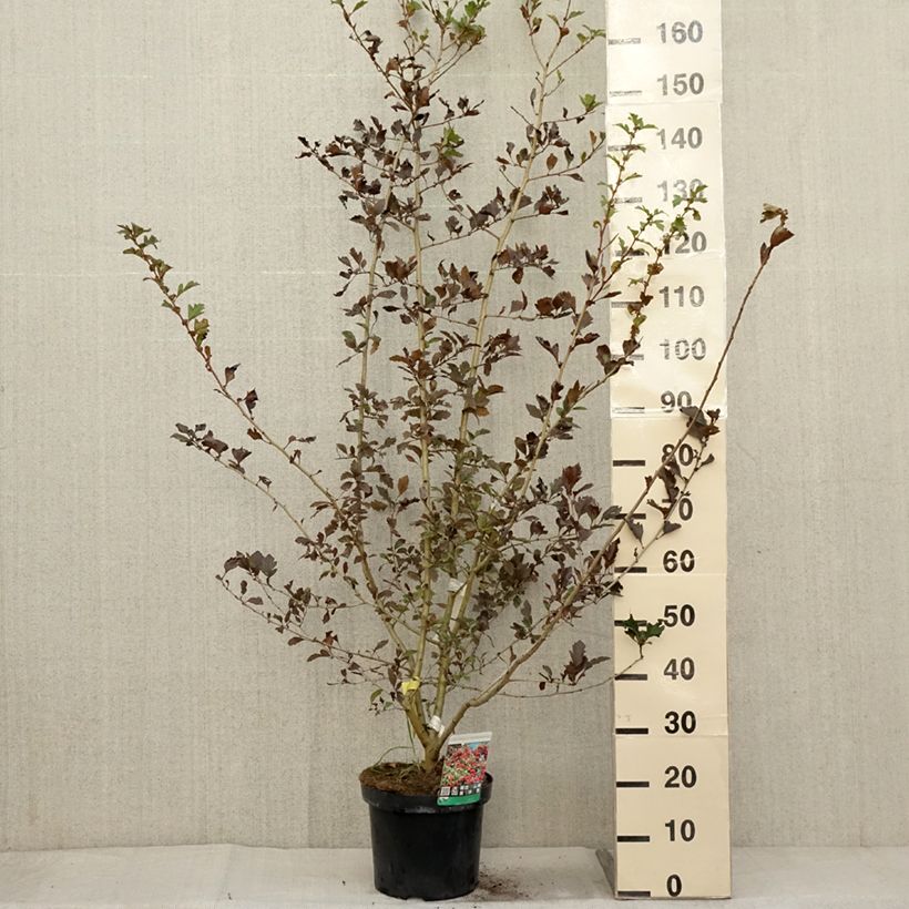 Exemplar von Crataegus grignonensis - Hahnendorn Topf mit 7,5L/10L wie im Herbst geliefert