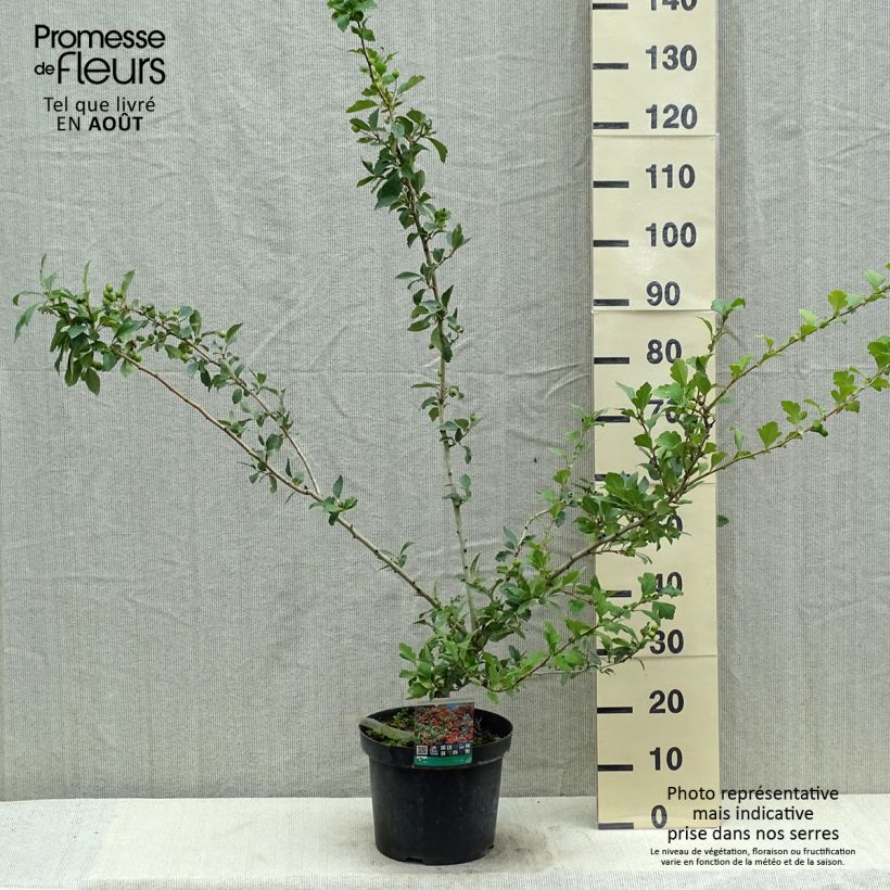 Exemplar von Crataegus grignonensis - Hahnendorn Topf mit 7,5L/10L wie im Sommer geliefert