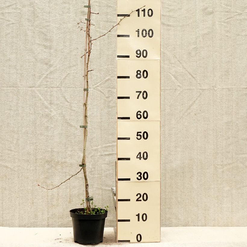 Exemplar von Crataegus laevigata Auriculata - Zweigriffliger Weißdorn Topf mit 3L/4L wie im Frühjahr geliefert