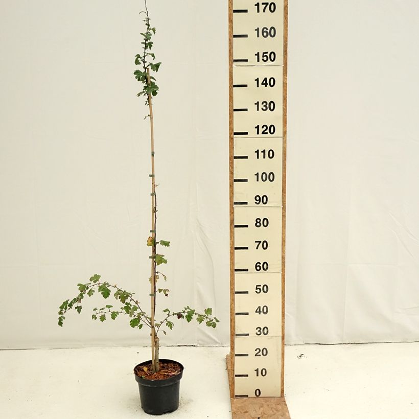 Exemplar von Crataegus Princesse Sturdza - Weißdorn Topf mit 4L/5L wie im Herbst geliefert