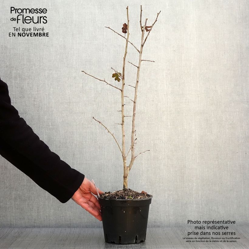 Exemplar von Crataegus laevigata Rosea Flore Pleno - Aubépine Pot de 3L/4L wie im Herbst geliefert