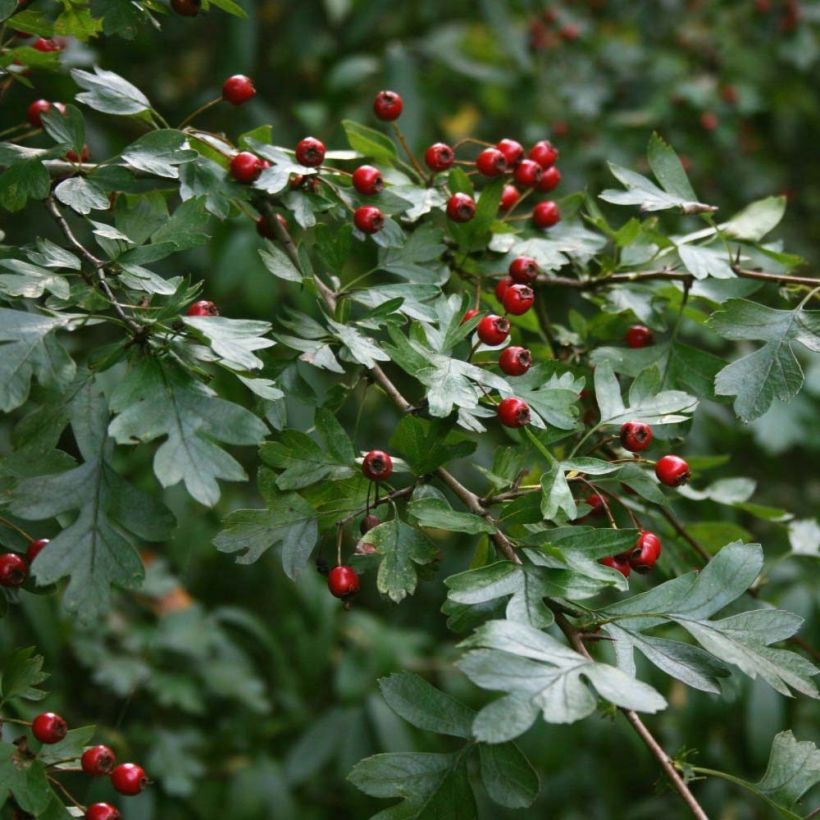 Crataegus monogyna - Eingriffliger Weißdorn (Foliage)