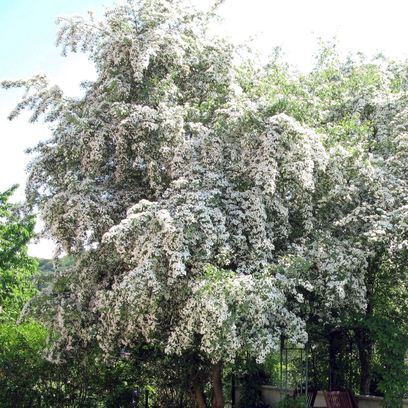 Crataegus monogyna - Eingriffliger Weißdorn (Flowering)