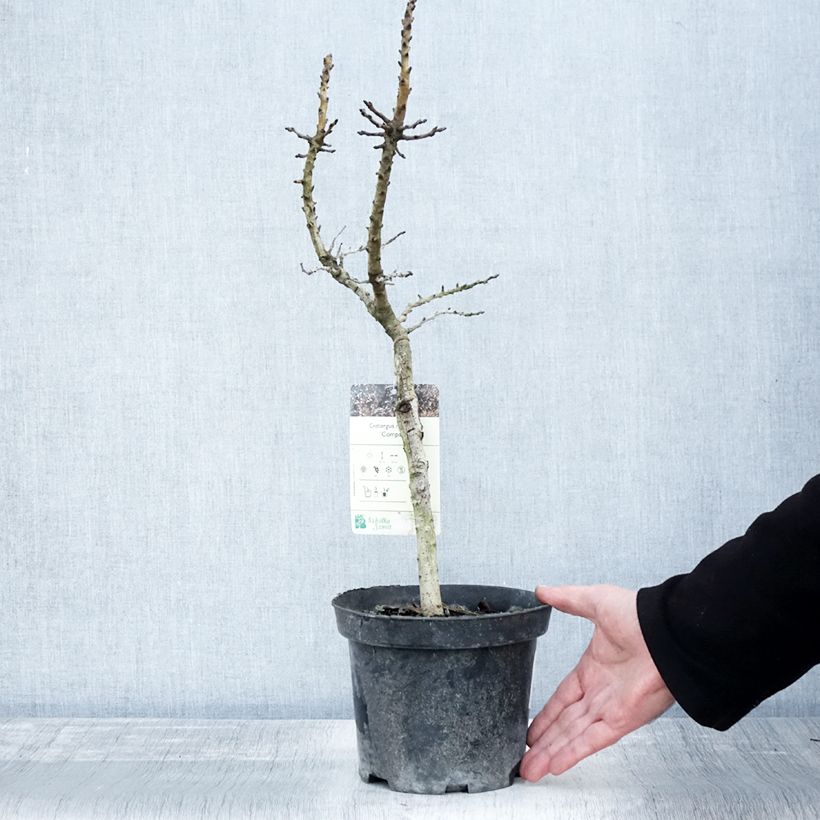 Exemplar von Crataegus monogyna Compacta - Eingriffliger Weißdorn Topf mit 3L/4L wie im Herbst geliefert