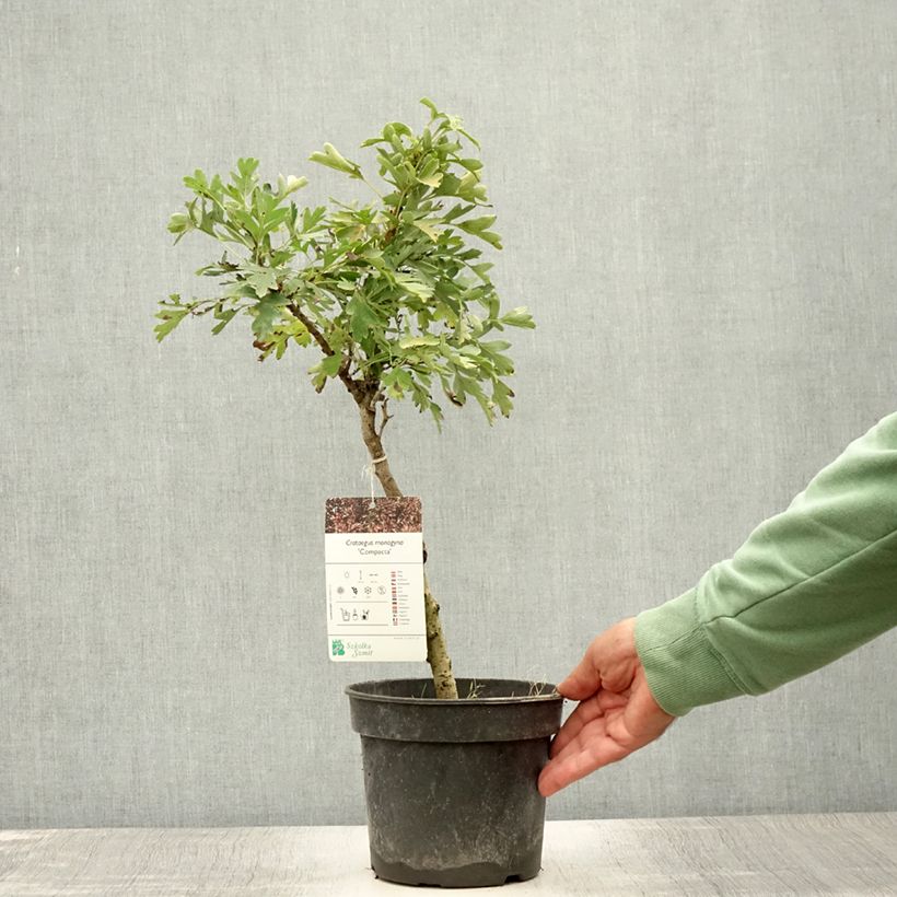 Exemplar von Crataegus monogyna Compacta - Eingriffliger Weißdorn Topf mit 3L/4L wie im Sommer geliefert