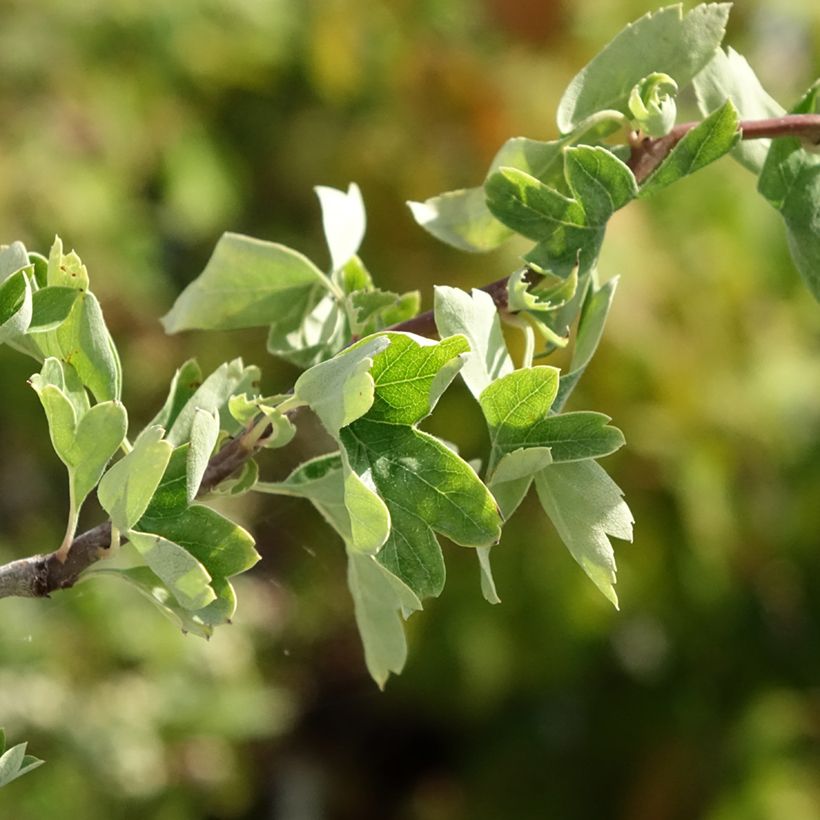 Crataegus monogyna Flexuosa - Eingriffliger Weißdorn (Foliage)