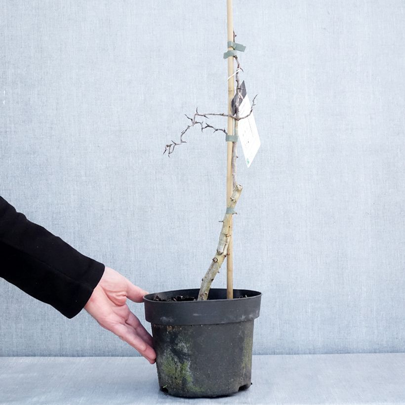 Exemplar von Crataegus monogyna Flexuosa - Aubépine monogyne Pot de 3L/4L wie im Winter geliefert