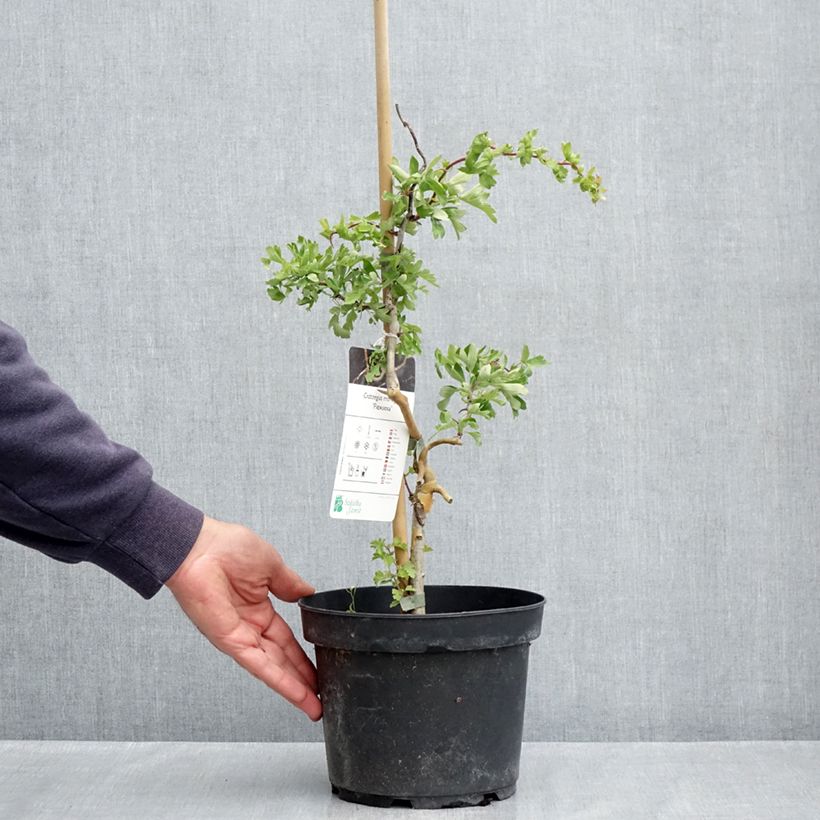 Example of Crataegus monogyna Flexuosa - Eingriffliger Weißdorn Topf mit 3L/4L as you get in printemps