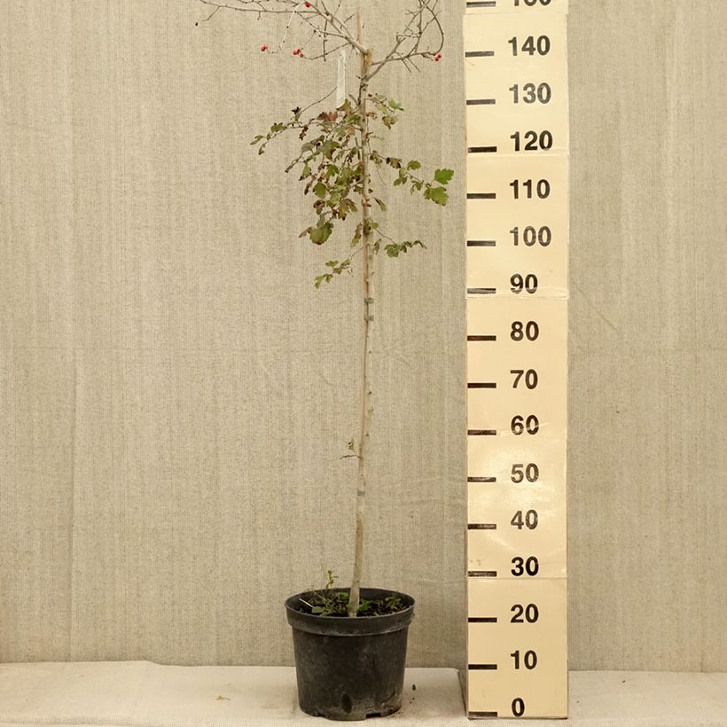 Exemplar von Crataegus x media (x laevigata) Gireoudii - Aubépine hybride Coupe 7,5L / 10L wie im Herbst geliefert