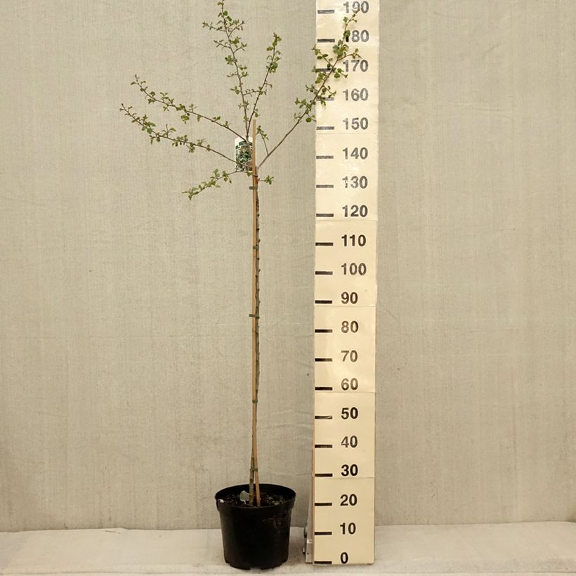 Example of Crataegus monogyna Gireoudii - Eingriffliger Weißdorn Becher 7,5L / 10L as you get in printemps