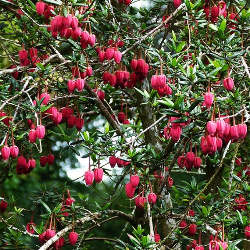 Crinodendron hookerianum - Crinodendron (Wuchs)