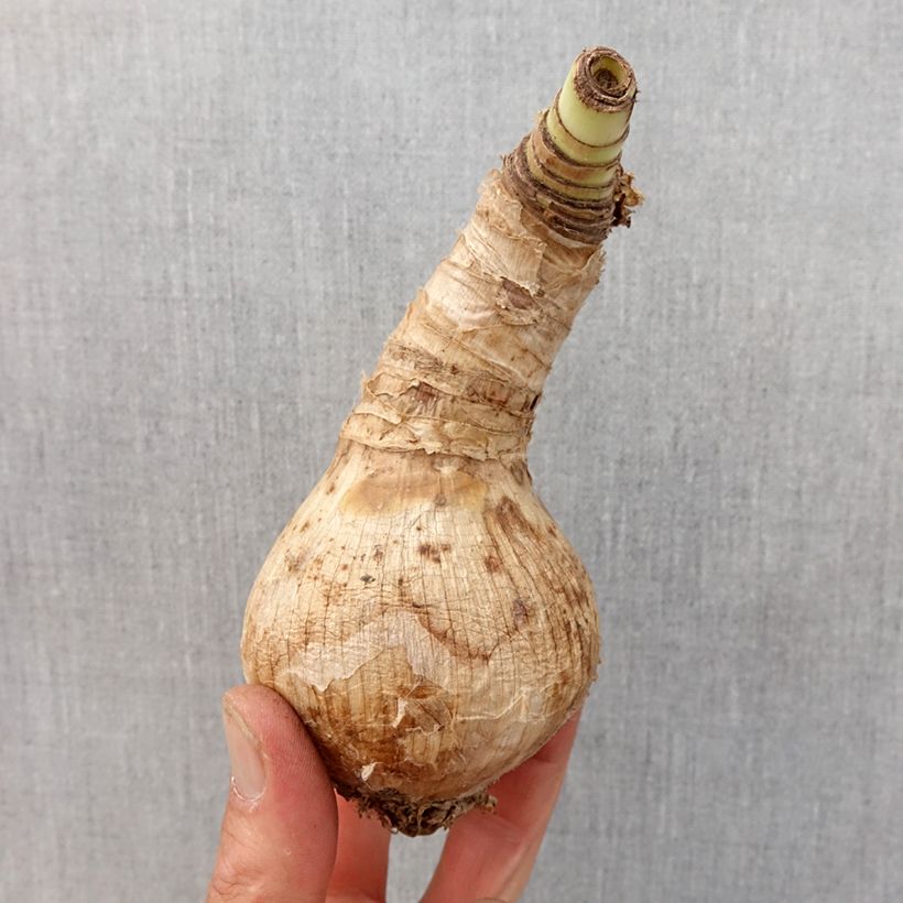 Exemplar von Crinum moorei Album - Hakenlilie Zwiebel Kaliber/Größe 24+ wie im Frühjahr geliefert