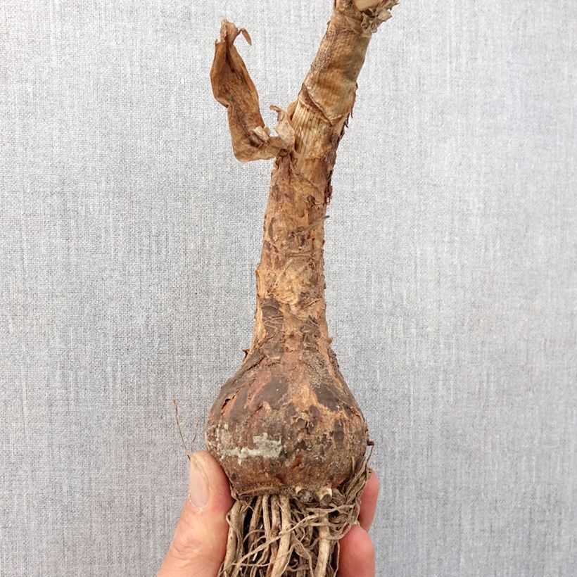 Exemplar von Crinum powellii Album - Hakenlilie Zwiebel Kaliber/Größe 24+ wie im Frühjahr geliefert