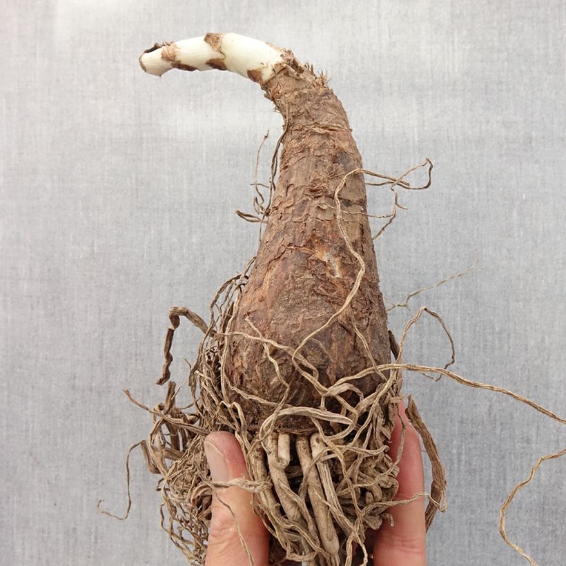 Exemplar von Crinum powellii Rosea - Hakenlilie Zwiebel Kaliber/Größe 24+ wie im Frühjahr geliefert