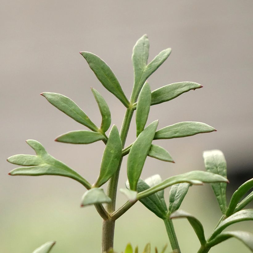Meerfenchel - Crithmum maritimum (Foliage)