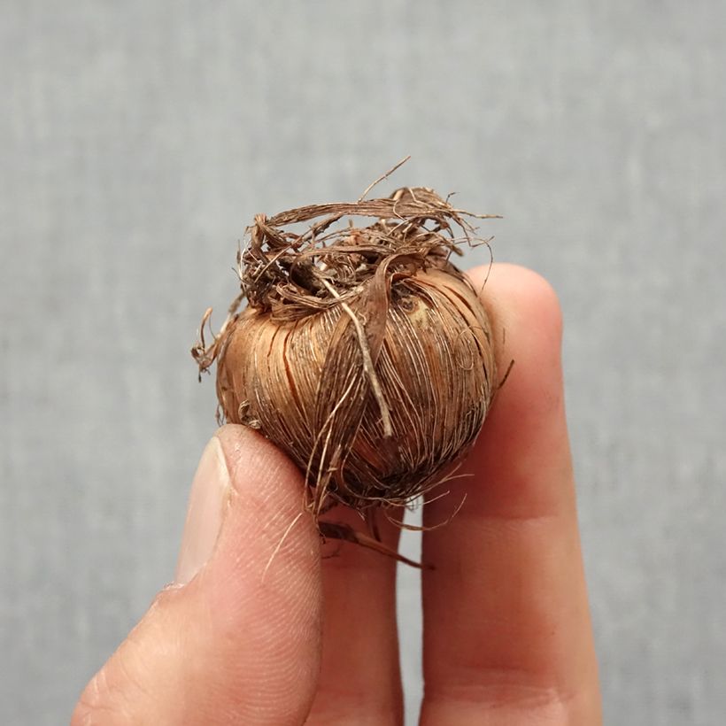 Example of Montbretie Buttercup - Crocosmia Zwiebel Kaliber/Größe 7+ as you get in printemps