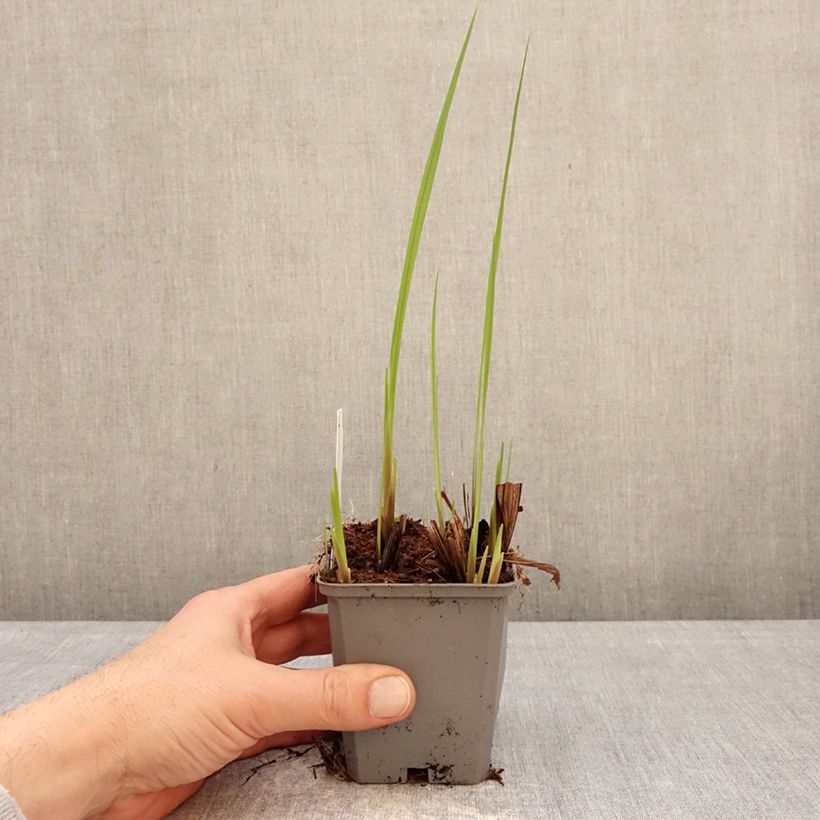 Example of Montbretie Buttercup - Crocosmia Kleine Töpfe von 8/9 cm Kaliber/Größe 7+ as you get in hiver