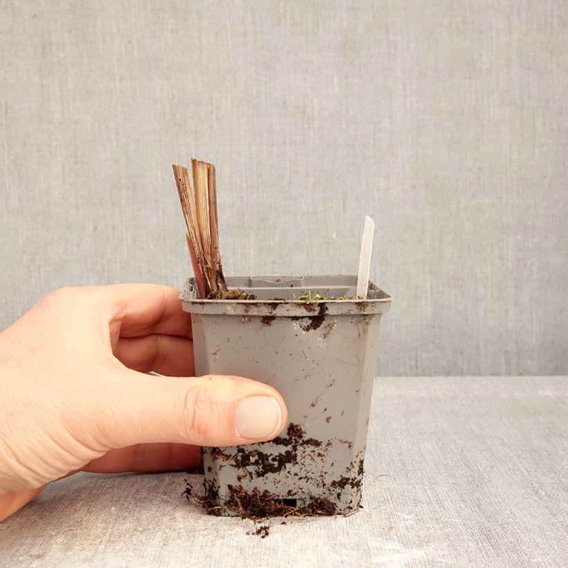 Example of Montbretie Emberglow - Crocosmia Kleine Töpfe von 8/9 cm Kaliber/Größe 8+ as you get in hiver