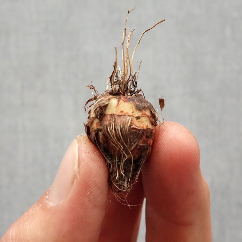 Exemplar von Montbretie Norwich Canary - Crocosmia Zwiebel Kaliber/Größe 7+ wie im Frühjahr geliefert