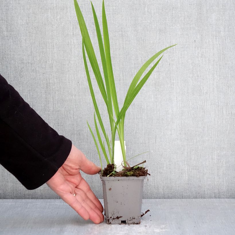 Exemplar von Montbretie Norwich Canary - Crocosmia Kleine Töpfe von 8/9 cm Kaliber/Größe 7+ wie im Frühjahr geliefert