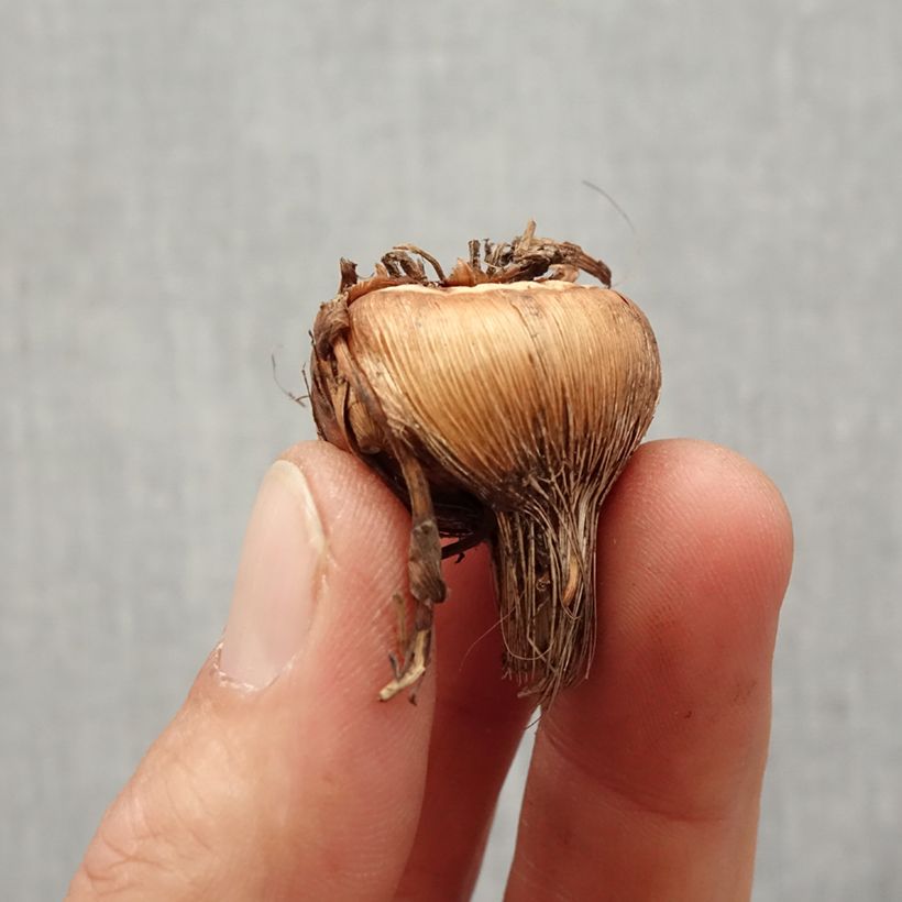 Exemplar von Montbretie Sunglow - Crocosmia Zwiebel Kaliber/Größe 8+ wie im Frühjahr geliefert