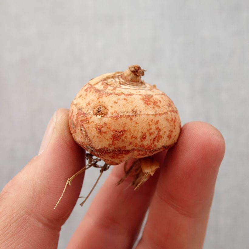 Example of Montbretie Lucifer - Crocosmia Zwiebel Kaliber/Größe 10+ as you get in printemps