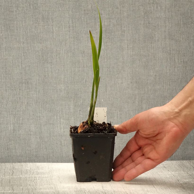 Example of Montbretie Lucifer - Crocosmia Kleine Töpfe von 8/9 cm as you get in printemps