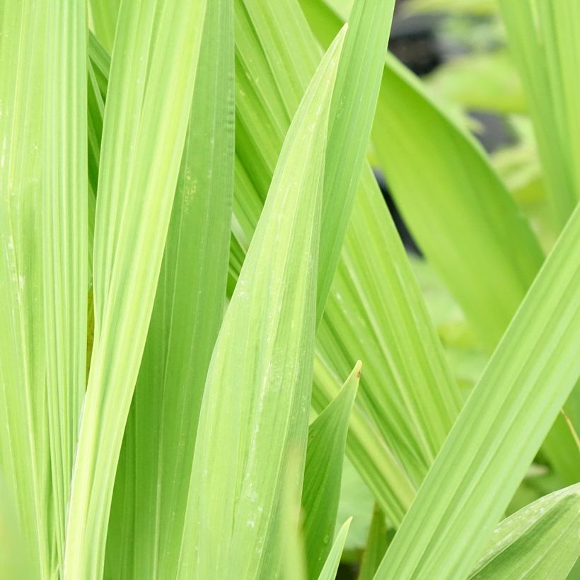 Montbretie Lucifer - Crocosmia (Foliage)