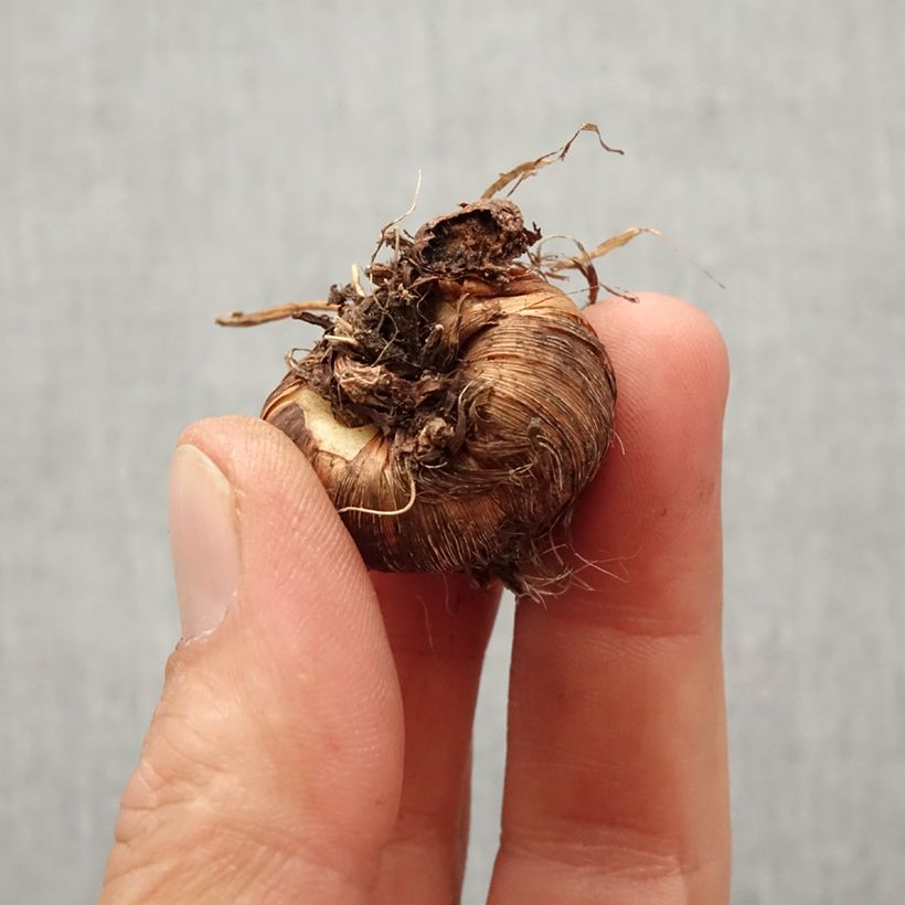 Exemplar von Montbretie Rowallone Yellow - Crocosmia Zwiebel Kaliber/Größe 8+ wie im Frühjahr geliefert