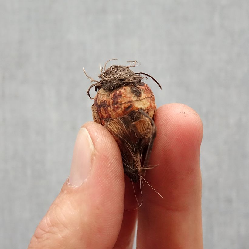 Example of Montbretie Colombus - Crocosmia Zwiebel Kaliber/Größe 7+ as you get in printemps