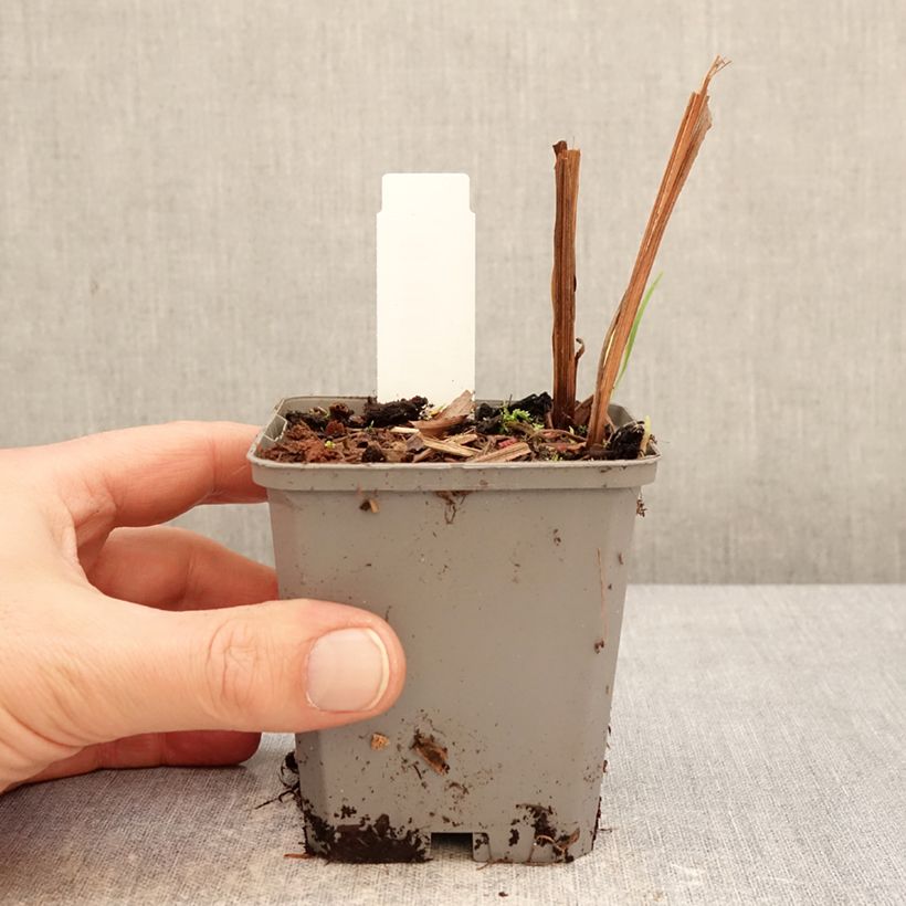 Example of Montbretie Fire King - Crocosmia Kleine Töpfe von 8/9 cm Kaliber/Größe 6+ as you get in hiver