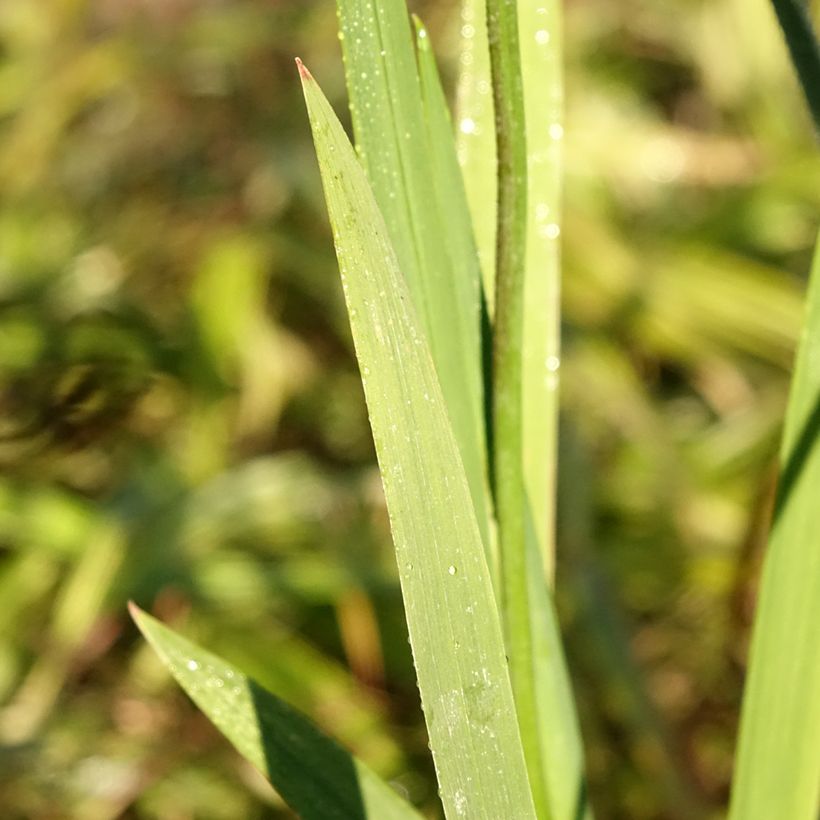 Montbretie Fire King - Crocosmia (Foliage)