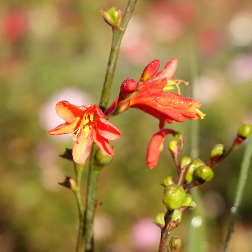 Montbretie Fire King - Crocosmia (Flowering)