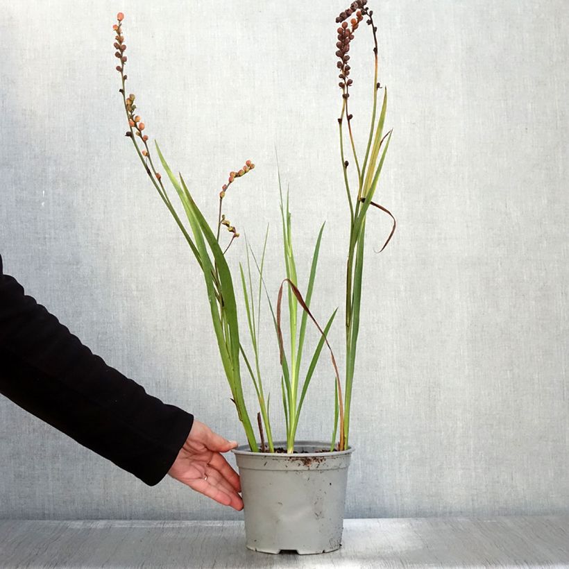 Exemplar von Crocosmia ou montbretia Fire King Pot de 3L/4L calibre 6+ wie im Herbst geliefert