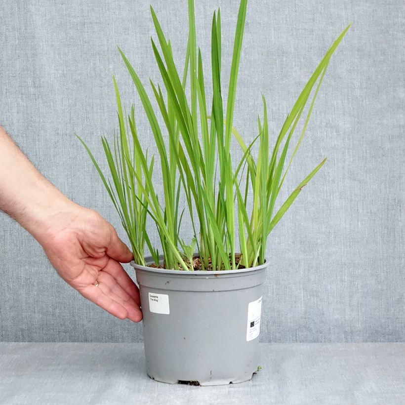 Example of Montbretie Fire King - Crocosmia Topf mit 3L/4L Kaliber/Größe 6+ as you get in printemps