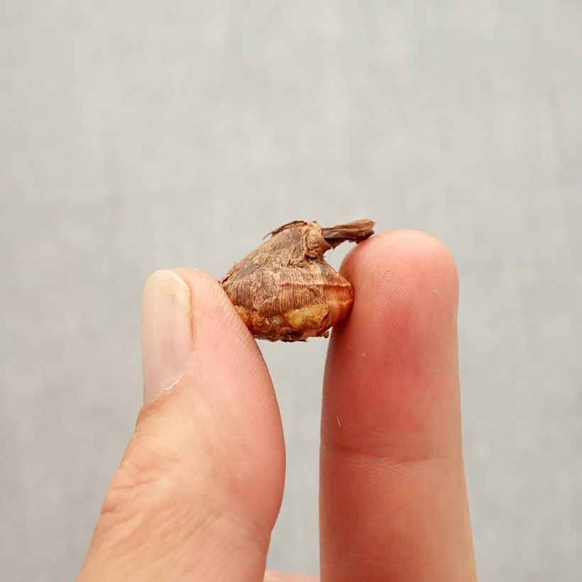 Exemplar von Krokus - Crocus karduchorum Zwiebel Kaliber/Größe 6+ wie im Herbst geliefert