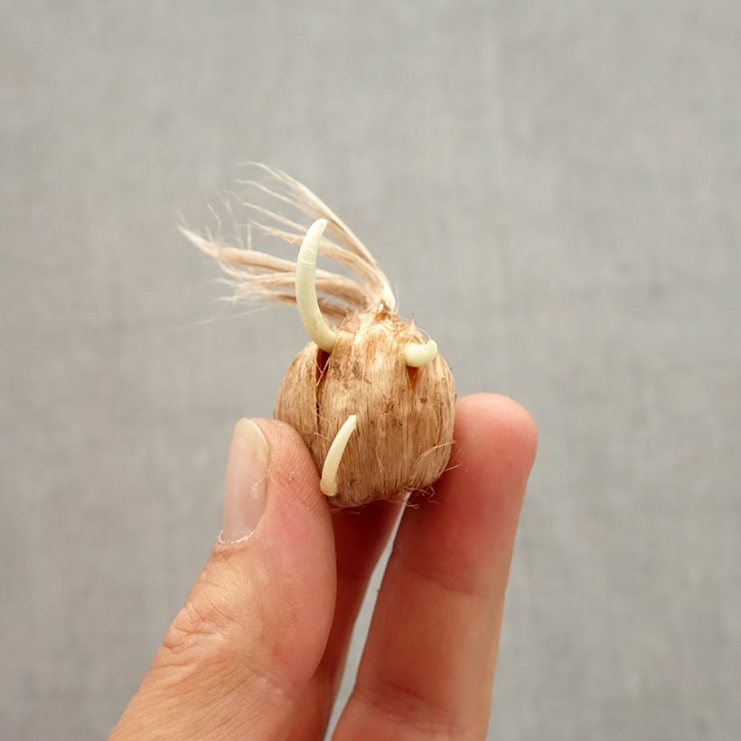 Example of Herbst-Krokus - Crocus botanique kotschyanus Zwiebel Kaliber/Größe 8+ as you get in automne