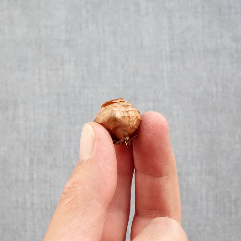 Exemplar von Herbst-Krokus - Crocus ochroleucus Zwiebel Kaliber/Größe 5+ wie im Herbst geliefert