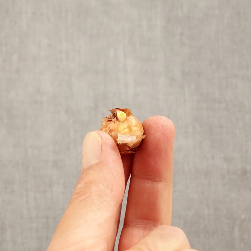 Exemplar von Krokus Advance - Crocus chrysanthus Zwiebel Kaliber/Größe 5+ wie im Herbst geliefert