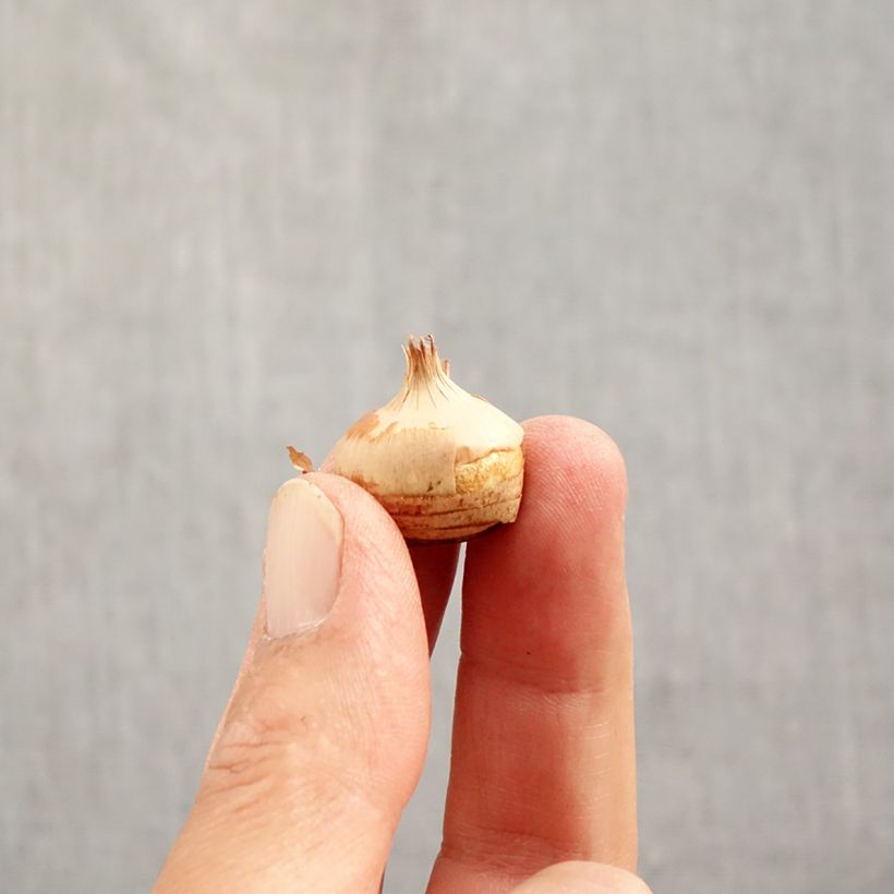 Exemplar von Krokus Blue Pearl - Crocus chrysanthus Zwiebel Kaliber/Größe 6+ wie im Herbst geliefert